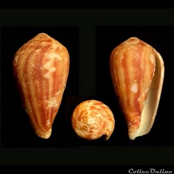 Cylindrus retifer (Menke, 1829)