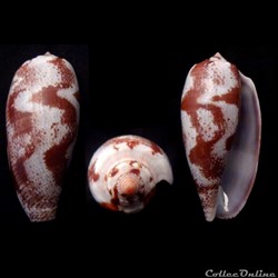 Gastridium tulipa (Linnaeus, 1758)