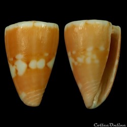 Dauciconus (Purpuriconus) kirkandersi (Petuch, 1987)