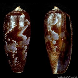 Gastridium obscurum (Sowerby I & II, 1833)