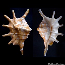 Lambis lambis (Linnaeus, 1758)
