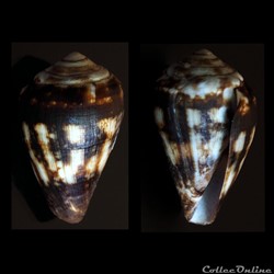 Lautoconus (Africonus) regonae (Rolán & Trova , 1990)