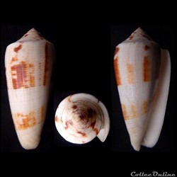 Pionoconus striatus striatus (Linnaeus, 1758)