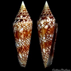 Leptoconus milneedwardsi clytospira (Melvill & Standen, 1899)