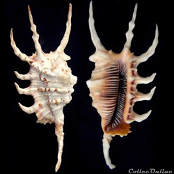 Lambis scorpius (Linnaeus, 1758)