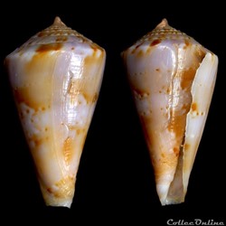 Boucheticonus dayri  (Röckel & da Motta, 1983)