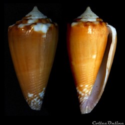 Phasmoconus (Fulgiconus) optimus (Sowerby III, 1913)