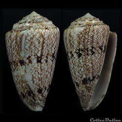 Conus araneosus Lightfoot, 1786