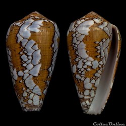 Darioconus behelokensis (Lauer, 1989)