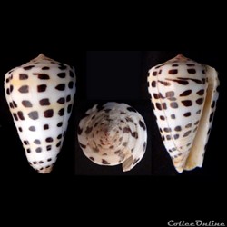 Tesseliconus eburneus (Hwass in Bruguière, 1792)