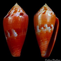 Kioconus (Isoconus) corallinus (Kiener, 1845)