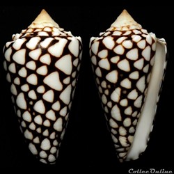 Conus crosseanus Bernardi, 1861