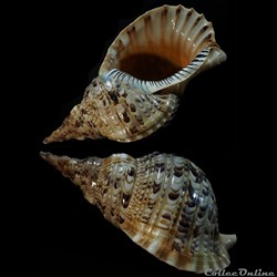 Charonia tritonis (Linnaeus, 1758)