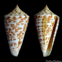 Dauciconus (Dauciconus) regularis (Sowerby I, 1833)