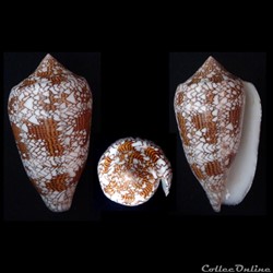 Cylindrus textile (Linnaeus, 1758)