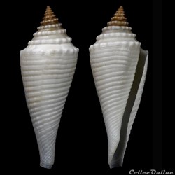 Fusiconus (Bathyconus) coriolisi (Moolenbeek & Richard, 1995)