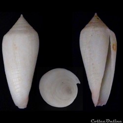 Phasmoconus (Phasmoconus) oishii (Shikama, 1977)