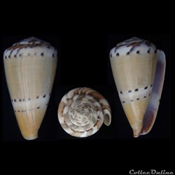 Rhizoconus mustelinus (Hwass in Bruguière, 1792)