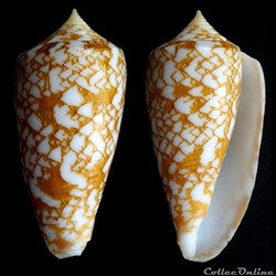 Phasmoconus (Phasmoconus) wittigi (Walls, 1977)