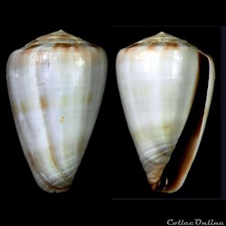 Kalloconus (Kalloconus) trochulus (Reeve, 1844)