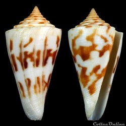 Dauciconus (Dauciconus) poormani (Berry, 1968)