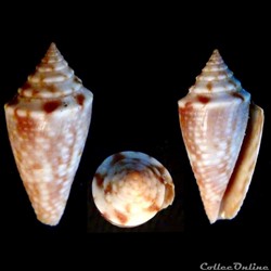 Ximeniconus (Jaspidiconus) jaspideus (Gmelin, 1791)