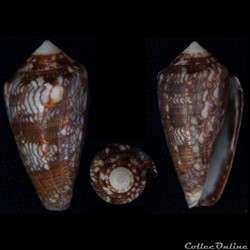 Cylindrus barbieri (G. Raybaudi Massilia, 1995)