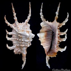 Lambis scorpius (Linnaeus, 1758)