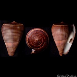 Dendroconus loroisii f. insignis (Kiener, 1845)