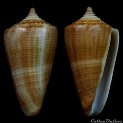 Calibanus (Calibanus) lignarius (Reeve, 1843)