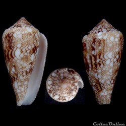 Cylindrus canonicus (Hwass, 1792)