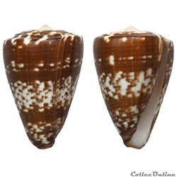 Kalloconus (Trovaoconus) ateralbus (Kiener, 1850)