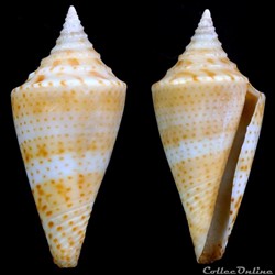 Kohniconus delessertii (Récluz, 1843)