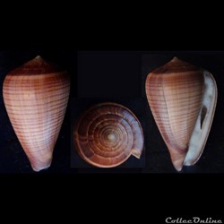 Dendroconus figulinus (Linnaeus, 1758)