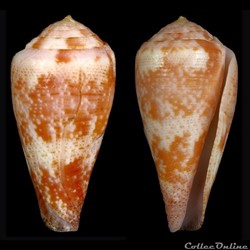 Rhizoconus pertusus elodieallaryae Cossignani, 2013
