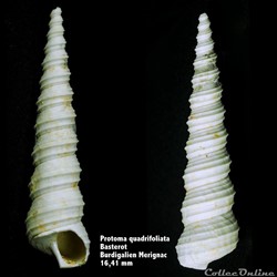 Protoma quadrifoliata , Basterot