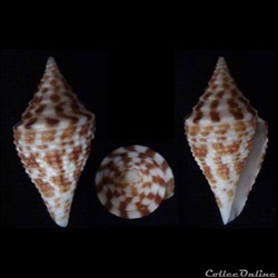Turriconus (Turriconus) andremenezi (Olivera & Biggs, 2010)