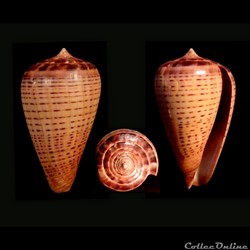 Dendroconus betulinus f. zulu (Linnaeus, 1758)
