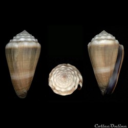Lividoconus ( Lividoconus) lividus (Hwass in Bruguière, 1792)