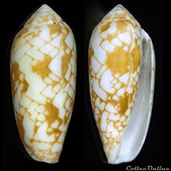 Darioconus magnificus (Reeve, 1843)