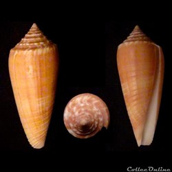 Phasmoconus (Phasmoconus) ochroleucus (Gmelin, 1791)