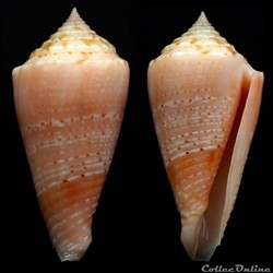 Conasprella otohimeae (Kuroda & Ito, 1961)