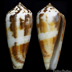 Pionoconus magus (Linnaeus, 1758)