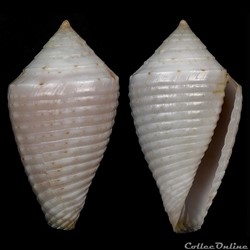 Ximeniconus (Jaspidiconus) masinoi Petuch, Berschauer & Poremski, 2016