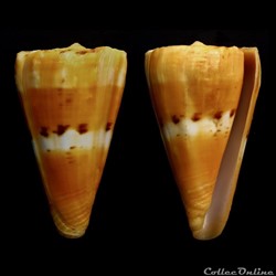 Dauciconus (Dauciconus) riosi (Petuch, 1986)