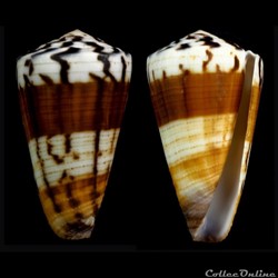 Strategoconus (Vituliconus) ferrugineuse f. chenui (Cross, 1857)