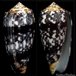 Pionoconus striatus striatus (Linnaeus, 1758)