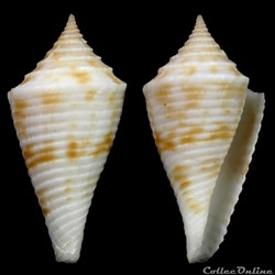 Conasprella pagoda (Kiener, 1845)