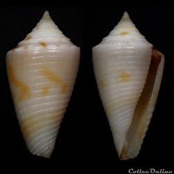 Ximeniconus (Coltroconus) iansa (Petuch, 1979)
