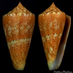 Dauciconus ( Dauciconus) petestimpsoni (Petuch & Berschauer, 2016)